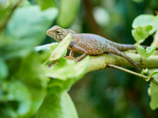 chameleon is on the branch. close up