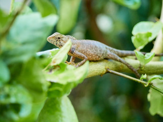 chameleon is on the branch. close up