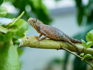chameleon is on the branch. close up