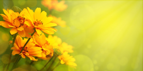 Fototapeta na wymiar Yellow flowers with the option of tinting. Flower panorama for spring and summer. Heliopsis flowers in soft light on a blurred background for design and decoration.