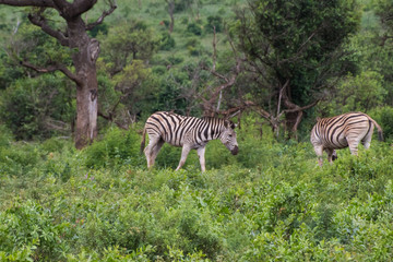 Zebra-Zèbre (Equus), kwazulu natal, south africa.