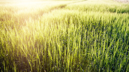 typical wheat field background