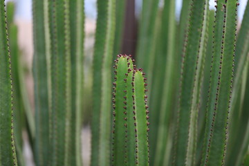 cactus closeup thorns macro flower