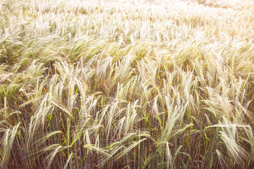 typical wheat field background