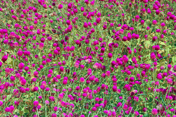 Obraz premium Flowers of red clover in summer field. Red blooming flowers in meadow.