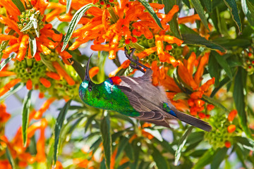 Southern Double collared sunbird feeding