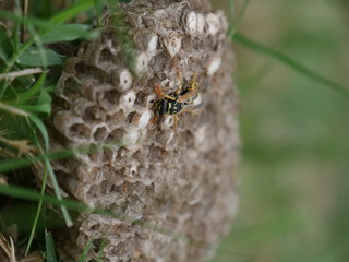 A Wasp on its nest
