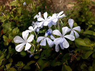 Close up shot of blooming light purple flowers.