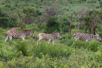 Fototapeta na wymiar Zebra-Zèbre (Equus), kwazulu natal, south africa.