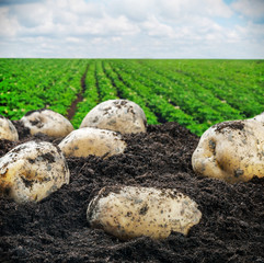 freshly dug potatoes harvesting on the soil on a background of field