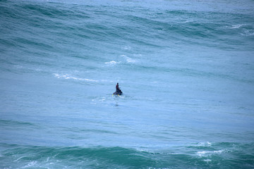 Obraz premium Surfing the big waves of Nazaré in Portugal