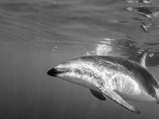 Naklejka premium Wild dolphins at Kaikoura