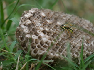 A wasp taking care of the larvaes 