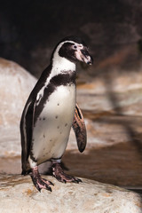 Naklejka premium penguin close-up stands on a rock illuminated by the sun, a beautiful and touching bird of South America