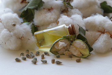 Cottonseed, blossom, cocoon and cottonseed oil in bottle on white background.