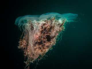 Lions Mane Jellyfish