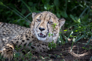 Cheetah (Acinonyx jubatus), kwazulu natal, Africa.