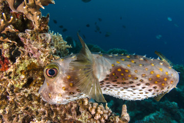 Porcupine Fish