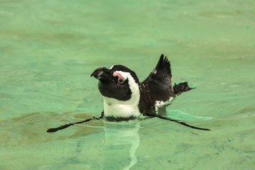 Penguin bird swims