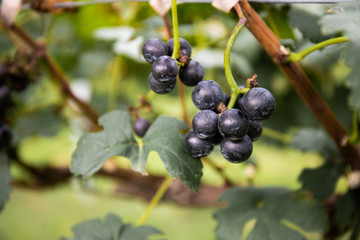 grapes on the vine