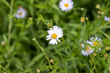 daisy in green grass