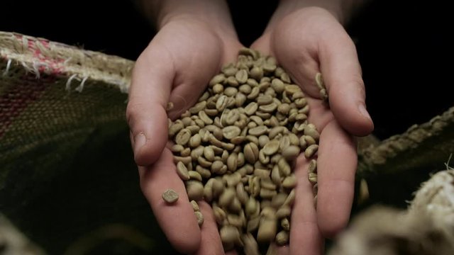 Man holds in hands green coffee beans from a Sacks on background.