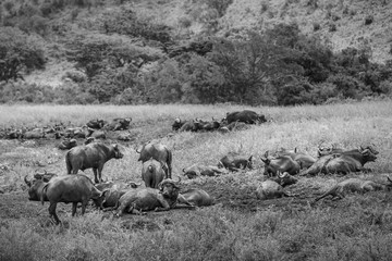 African buffalo-buffle d'Afrique (Syncerus caffer), South Africa.