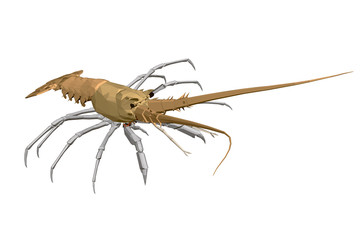 Polygonal little lobster. Realistic yellow lobster. View isometric. 3D. Vector illustration.