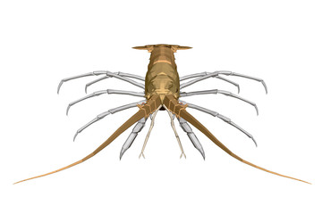 Polygonal little lobster. Realistic yellow lobster. Front view. 3D. Vector illustration.