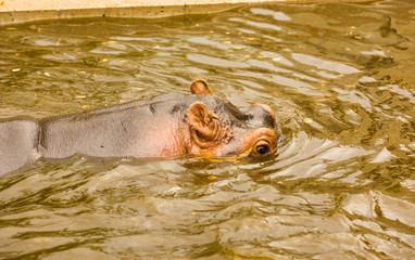 Hippopotamus swims in a swamp