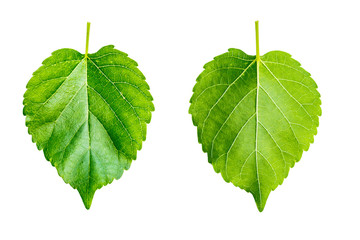 Mulberry leaves isolated white background.
