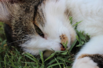 White cat lying down on grass