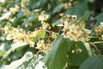 Catalpa bignonioides or Indian bean tropical tree in bloom in the garden. Close-up of Catalpa tree with yellow flowers 