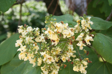 Catalpa bignonioides or Indian bean tropical tree in bloom in the garden. Close-up of Catalpa tree with yellow flowers 