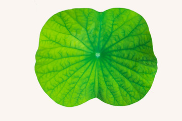 Lotus leaf isolated white background.