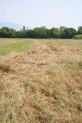 Meadow mowed on summer. Hay in a row on field. Agricultural field in northern Italy. 
