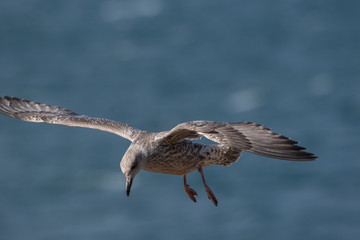 Seagull in Flight