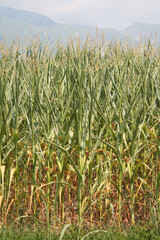 Drought on corn field on summer. Climate Change and Global Warming on agricultural field in northern Italy