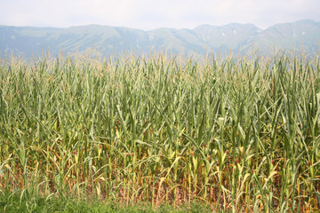 Drought on corn field on summer. Climate Change and Global Warming on agricultural field in northern Italy