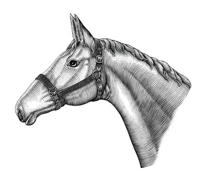 Illustration of horse head hand draw vintage engraving style black and white clip art isolated on white background