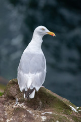 European Herring Gull on ground