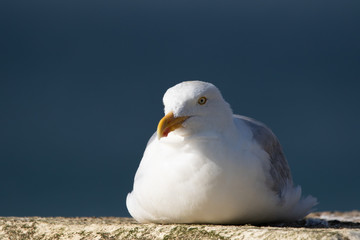 European Herring Gull on ground