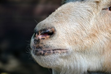 Fototapeta premium Closeup of a goat's nose and mouth