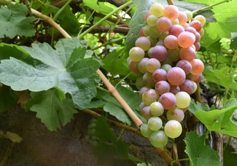 bunch of grapes on the vine about to ripen
