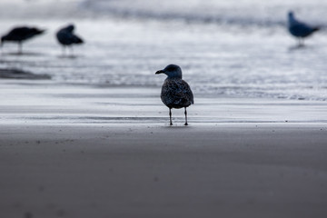 European Herring Gull on ground