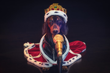 Black and tan adorable singing dachshund dog with microphone, in a royal mantle and a crown on the stage