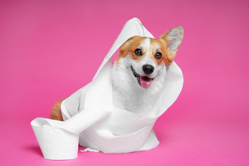 A cardigan looking at the camera, wrapped in toilet paper, executes the commands of the deer and sits opposite the pink wall.
