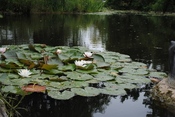 Water lily in London
