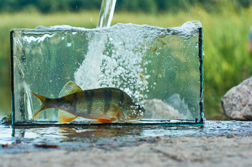 A small aquarium with a freshwater perch. Outdoors. Fishing concept. Caught and release.