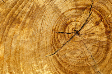 Fototapeta premium Stump of oak tree felled - section of the trunk with annual rings. Slice wood.Wooden background.Macro wood cross section.